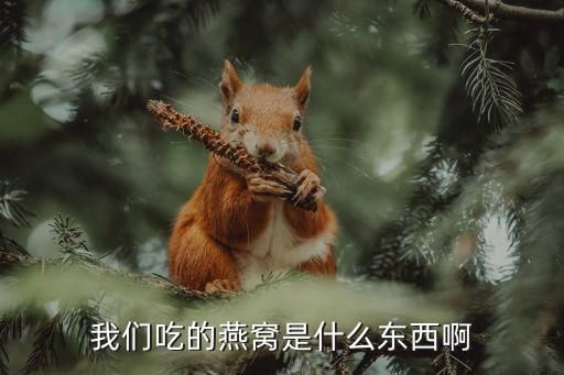 我們吃的燕窩是什么東西啊