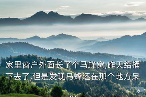 家里窗戶外面長了個馬蜂窩,昨天給捅下去了,但是發現馬蜂還在那個地方呆...