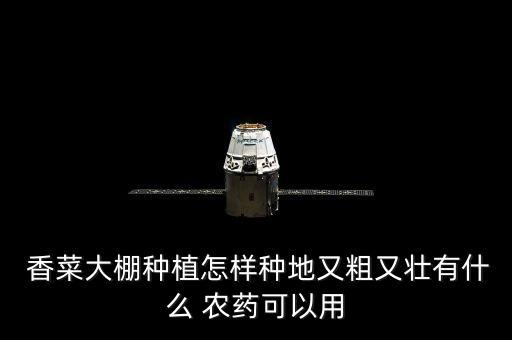 香菜重茬死苗打什么農藥