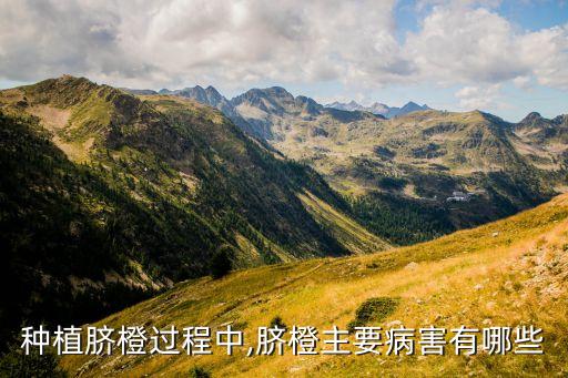 種植臍橙過程中,臍橙主要病害有哪些