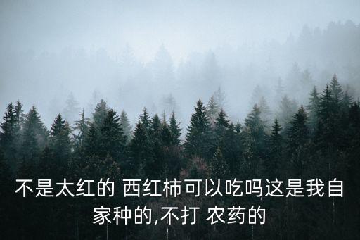 沒有農藥的西紅柿什么樣,西紅柿買什么樣比較好