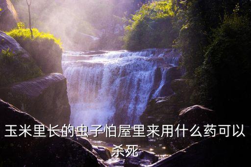 玉米里長(zhǎng)的蟲子怕屋里來(lái)用什么藥可以殺死