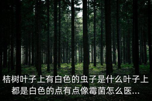 桔樹葉子上有白色的蟲子是什么葉子上都是白色的點(diǎn)有點(diǎn)像霉菌怎么醫(yī)...