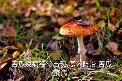  苦瓜疫病經常出現,怎么防治 苦瓜疫病