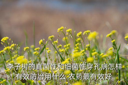  李子樹的真菌性和細菌性穿孔病怎樣有效防冶用什么 農藥最有效好