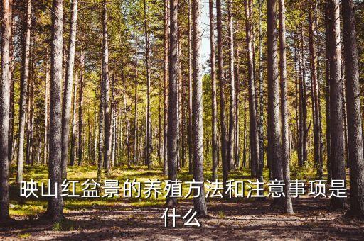  映山紅盆景的養(yǎng)殖方法和注意事項是什么