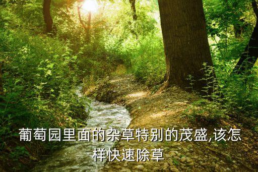  葡萄園里面的雜草特別的茂盛,該怎樣快速除草