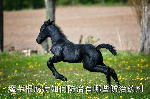  魔芋根腐病如何防治有哪些防治藥劑