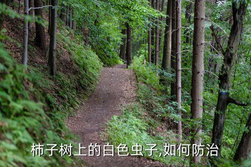 柿子樹上的白色蟲子,如何防治