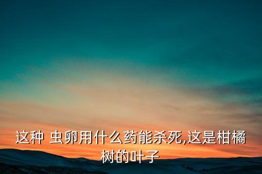 這種 蟲卵用什么藥能殺死,這是柑橘樹的葉子