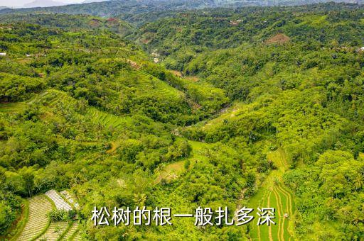  松樹的根一般扎多深