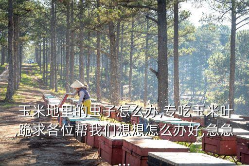  玉米地里的蟲子怎么辦,專吃玉米葉,跪求各位幫我們想想怎么辦好,急急...