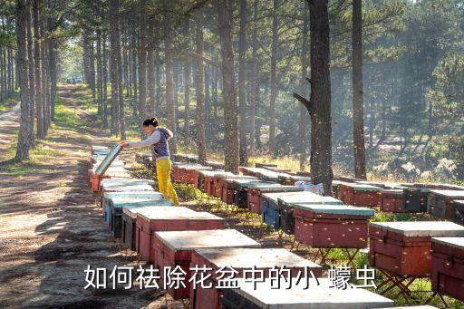 用什么農藥可以消滅蠓蟲