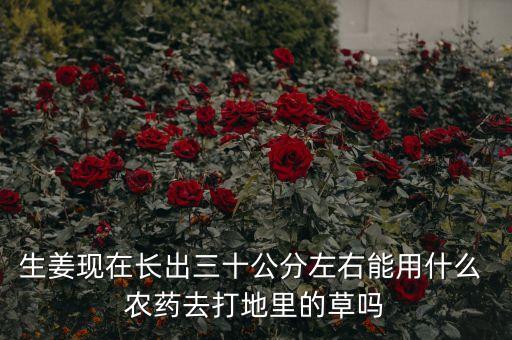 生姜現(xiàn)在長出三十公分左右能用什么 農(nóng)藥去打地里的草嗎