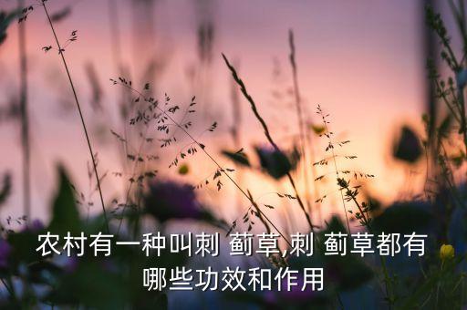 農村有一種叫刺 薊草,刺 薊草都有哪些功效和作用