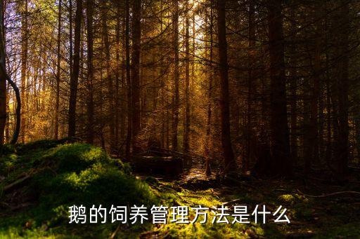 鵝的飼養管理方法是什么