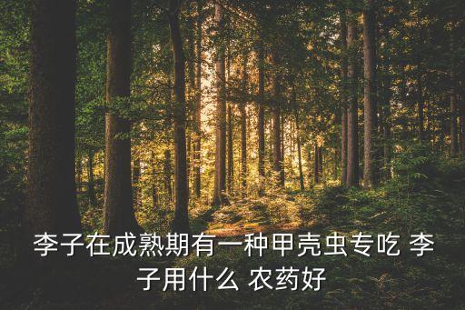 李子秋天打什么農藥,買什么農藥使李子變大
