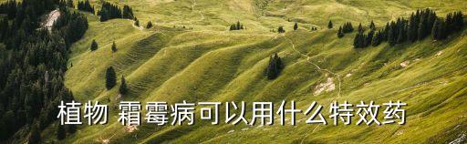 植物 霜霉病可以用什么特效藥