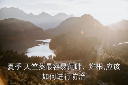 夏季 天竺葵最容易黃葉、爛根,應該如何進行防治