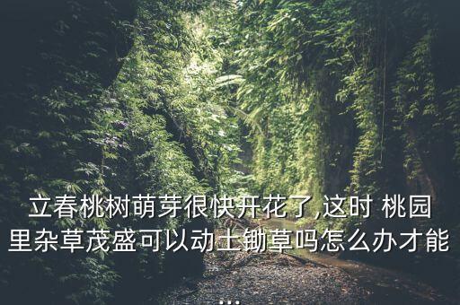 立春桃樹萌芽很快開花了,這時 桃園里雜草茂盛可以動土鋤草嗎怎么辦才能...