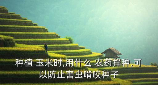 種植 玉米時(shí),用什么 農(nóng)藥拌種,可以防止害蟲啃咬種子