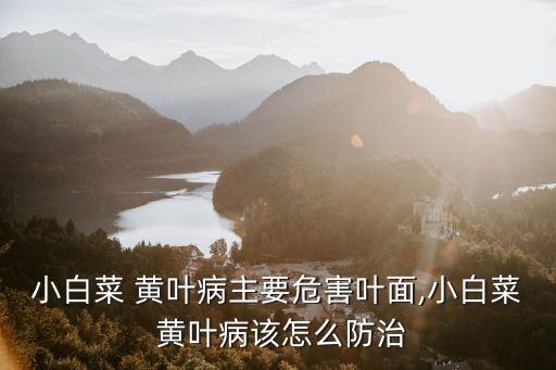 菜心黃葉病打什么農藥