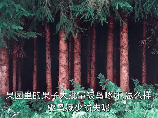 果園里的果子大批量被鳥啄壞,怎么樣驅鳥減少損失呢