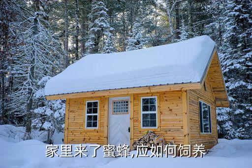 家里來了蜜蜂,應如何飼養
