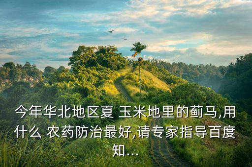 玉米地防蟲選什么農(nóng)藥