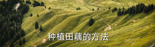 蓮藕種植用什么農藥,種植蓮藕