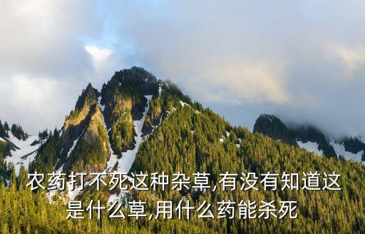 通菜麻點用什么農藥打