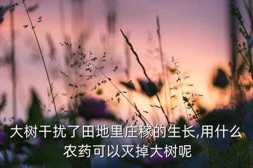 大樹干擾了田地里莊稼的生長,用什么 農藥可以滅掉大樹呢
