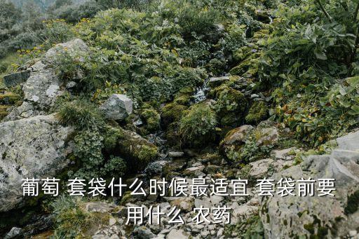 葡萄 套袋什么時候最適宜 套袋前要用什么 農藥
