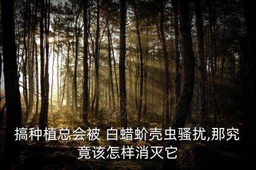 白蠟打什么農藥最好,對節白蠟靠接什么時間最好