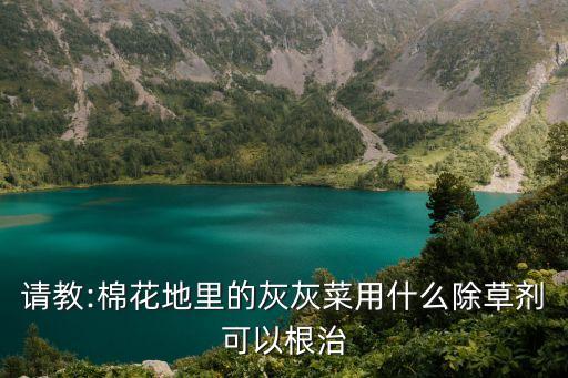 什么農(nóng)藥藥灰菜最有效,打灰菜用什么農(nóng)藥