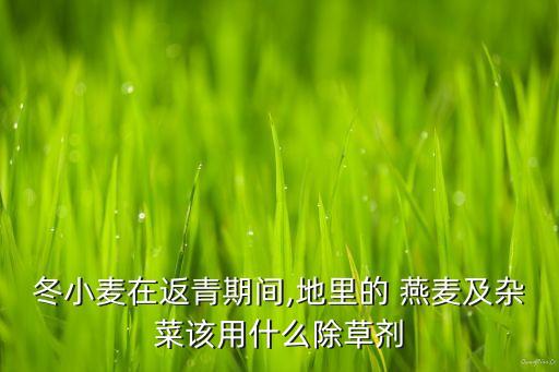 冬小麥在返青期間,地里的 燕麥及雜菜該用什么除草劑