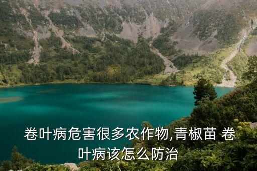  卷葉病危害很多農(nóng)作物,青椒苗 卷葉病該怎么防治