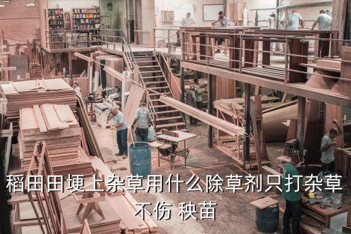 稻田田埂上雜草用什么除草劑只打雜草不傷 秧苗