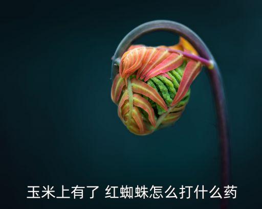 玉米紅蜘蛛用什么農(nóng)藥最好,目前殺紅蜘蛛最好的農(nóng)藥