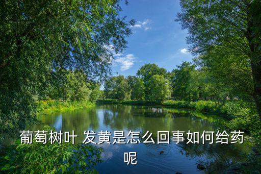 葡萄新葉發黃什么原因,葡萄發芽葉發黃用什么農藥
