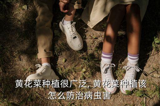 什么農(nóng)藥能去除黃花菜