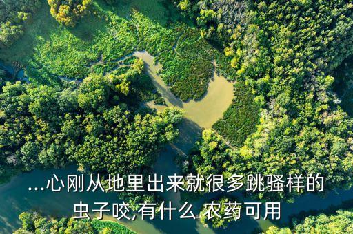 菜地跳蚤用什么農藥,什么農藥殺跳蚤效果好