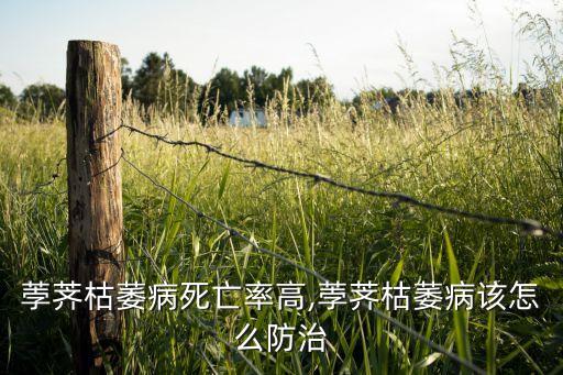 馬蹄用什么農藥殺死,什么農藥能大量殺死蒼蠅