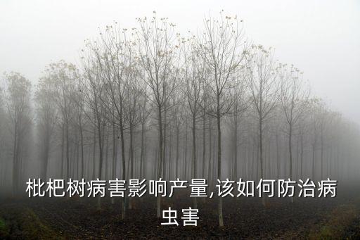  枇杷樹病害影響產(chǎn)量,該如何防治病蟲害