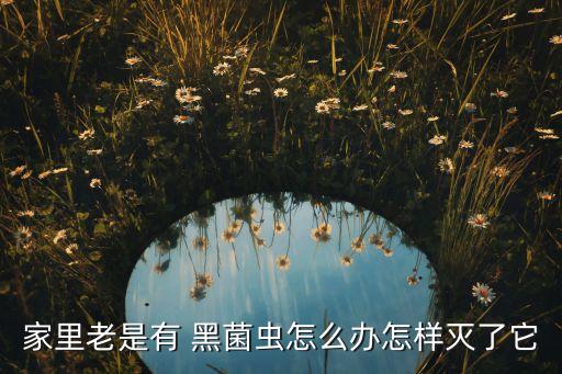 家里老是有 黑菌蟲怎么辦怎樣滅了它