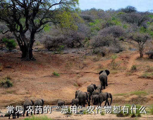 什么農(nóng)藥不能生玉米,玉米治蟲用什么農(nóng)藥好