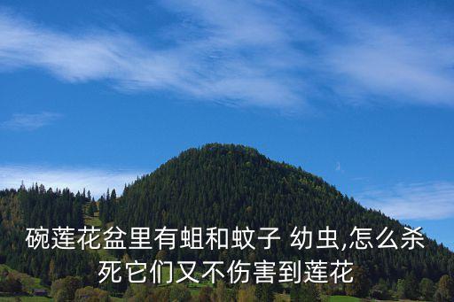 碗蓮花盆里有蛆和蚊子 幼蟲,怎么殺死它們又不傷害到蓮花