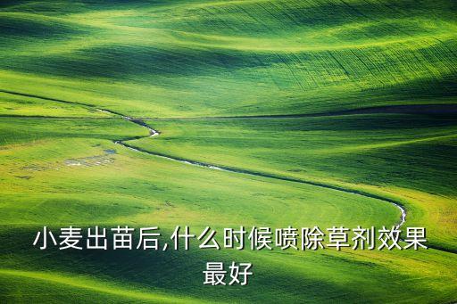 小麥種植什么時候打農藥
