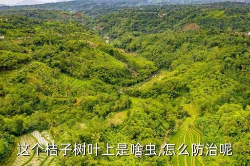 殺滅銹蜘蛛有什么農藥,室內的蜘蛛用什么殺滅