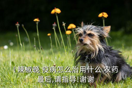 辣椒的疫病用什么農藥,辣椒疫病的防治方法